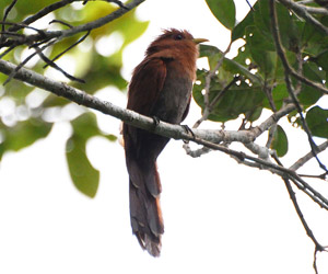 Хөхөө (Хурган хөхөө)